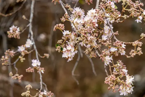 Rosesands Mountain Lodge