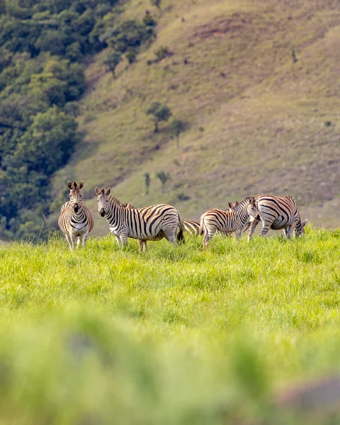 ​Lodge Experiences​ | Rosesands Mountain Lodge